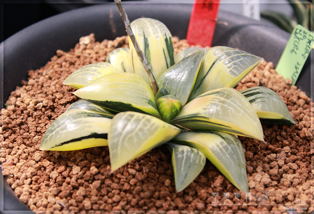 %E5%BD%B0%E5%8C%96%E7%94%B0%E5%B0%BE