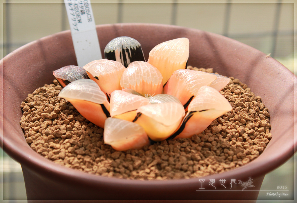 %E5%BD%B0%E5%8C%96%E7%94%B0%E5%B0%BE