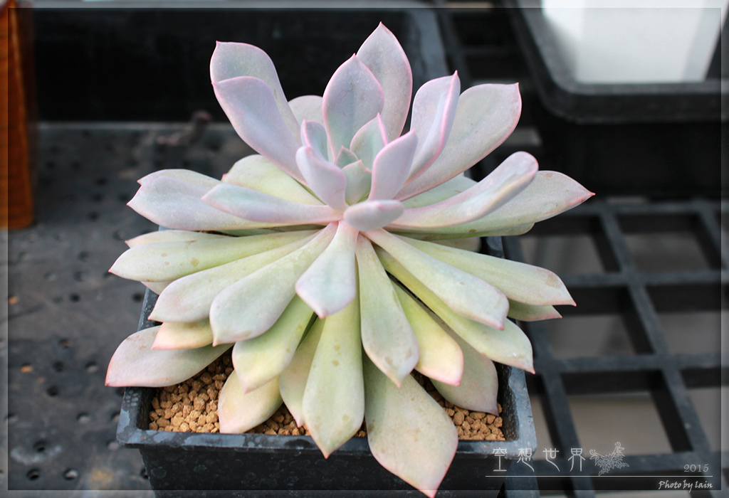 %E5%BD%B0%E5%8C%96%E7%94%B0%E5%B0%BE