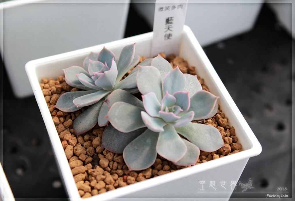 %E5%BD%B0%E5%8C%96%E7%94%B0%E5%B0%BE