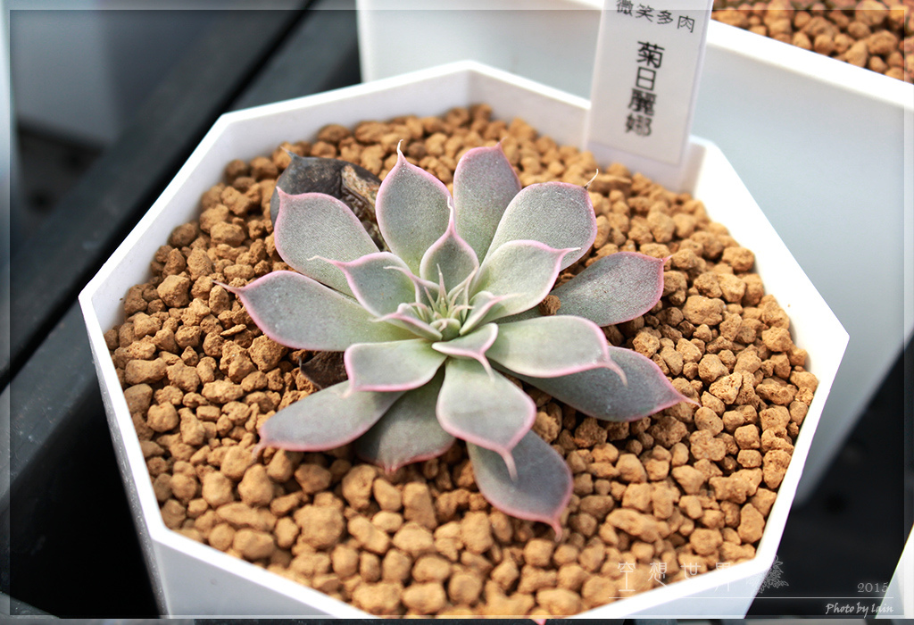 %E5%BD%B0%E5%8C%96%E7%94%B0%E5%B0%BE