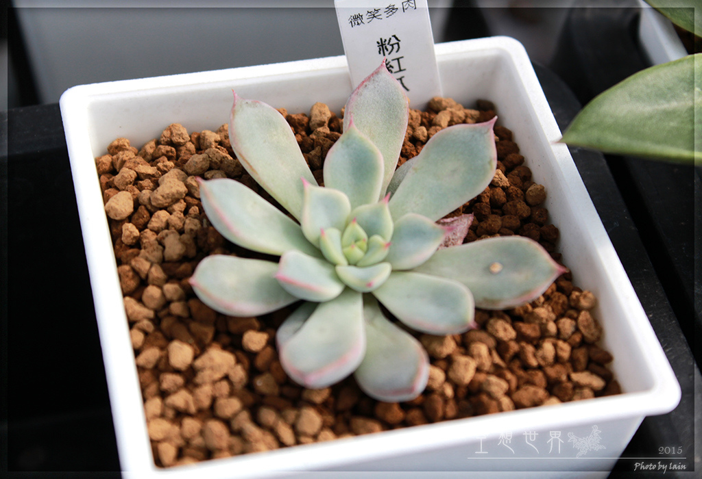 %E5%BD%B0%E5%8C%96%E7%94%B0%E5%B0%BE