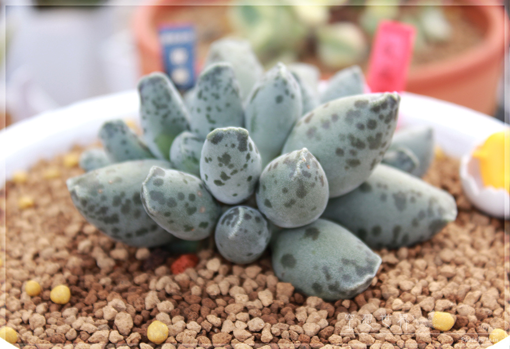 %E5%BD%B0%E5%8C%96%E7%94%B0%E5%B0%BE