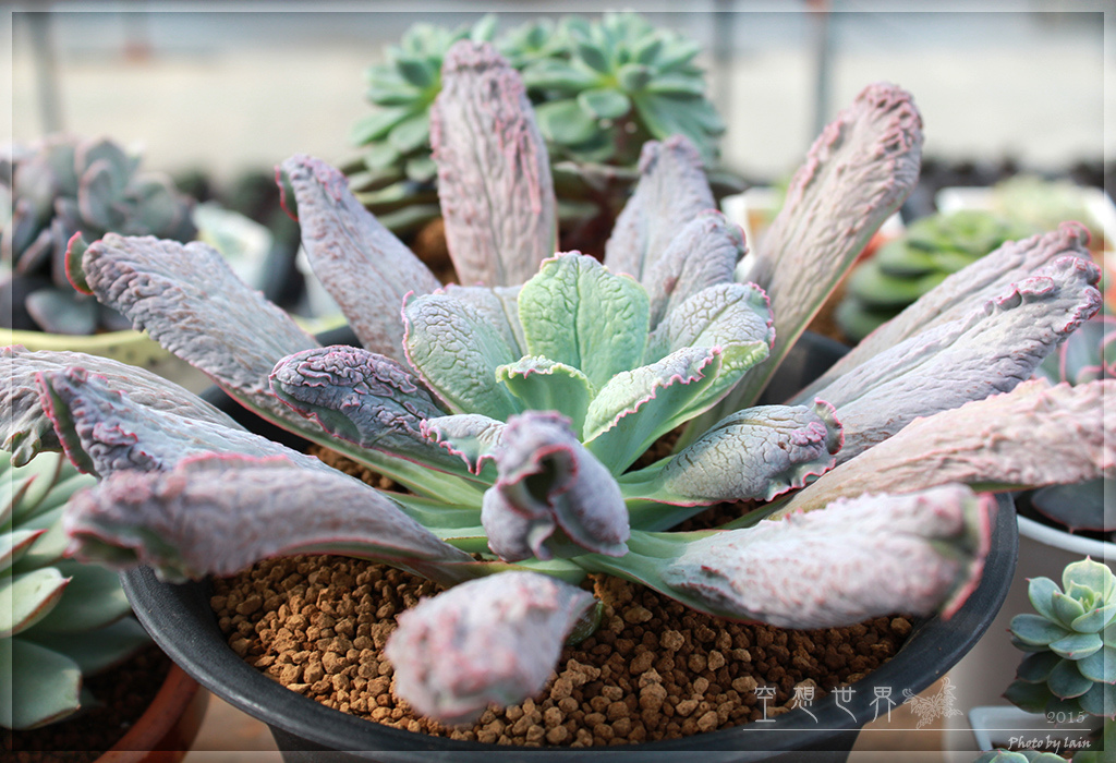 %E5%BD%B0%E5%8C%96%E7%94%B0%E5%B0%BE