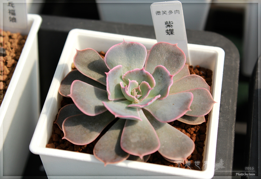 %E5%BD%B0%E5%8C%96%E7%94%B0%E5%B0%BE