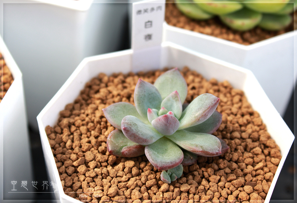 %E5%BD%B0%E5%8C%96%E7%94%B0%E5%B0%BE