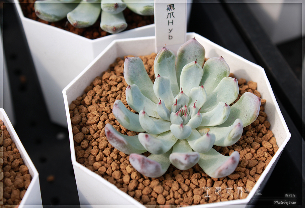 %E5%BD%B0%E5%8C%96%E7%94%B0%E5%B0%BE