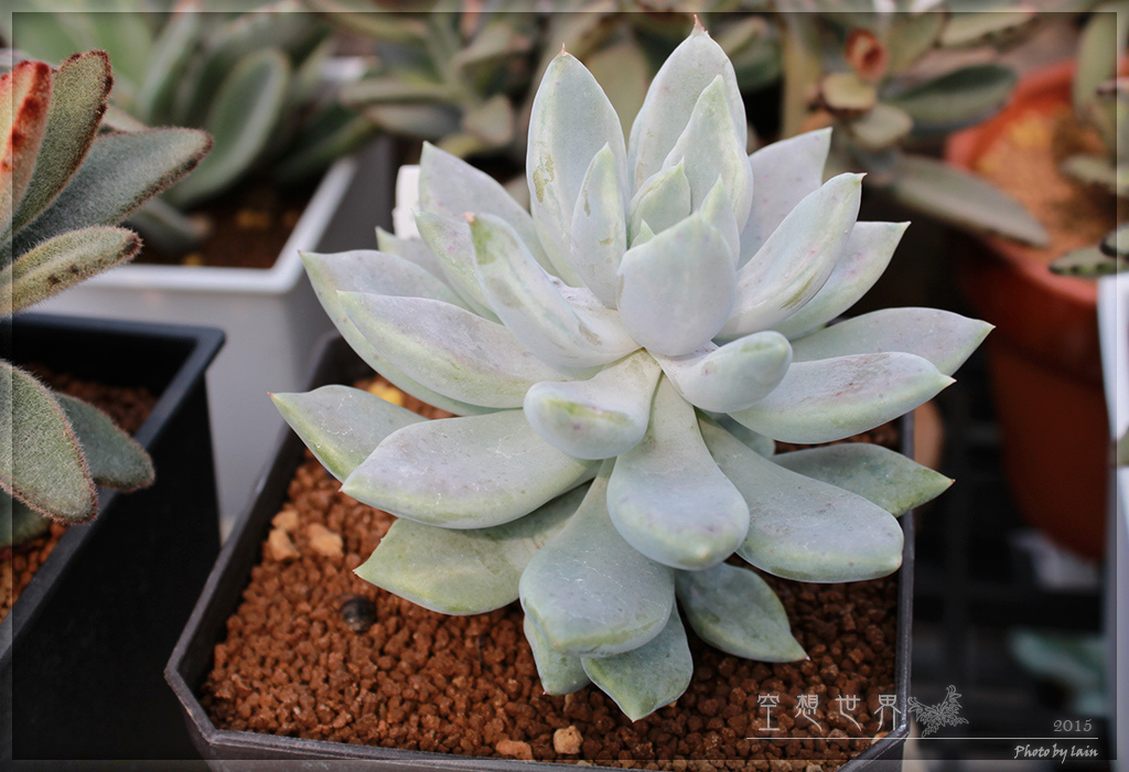 %E5%BD%B0%E5%8C%96%E7%94%B0%E5%B0%BE