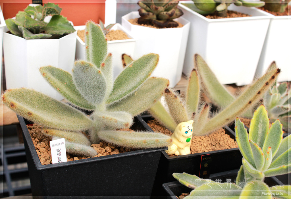 台中微笑多肉