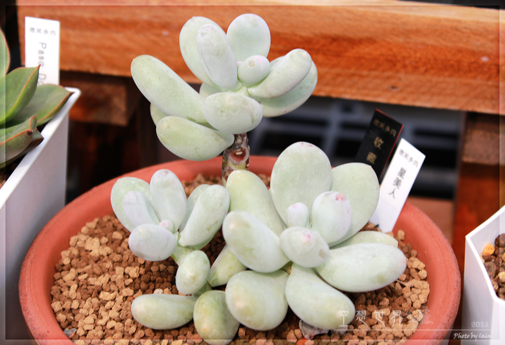 %E5%BD%B0%E5%8C%96%E7%94%B0%E5%B0%BE