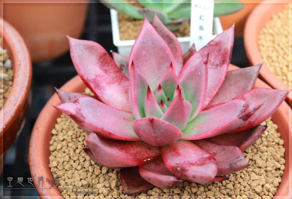 %E5%BD%B0%E5%8C%96%E7%94%B0%E5%B0%BE