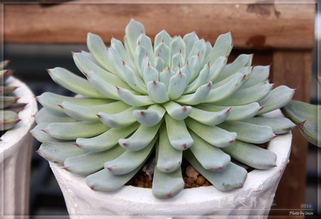 %E5%BD%B0%E5%8C%96%E7%94%B0%E5%B0%BE