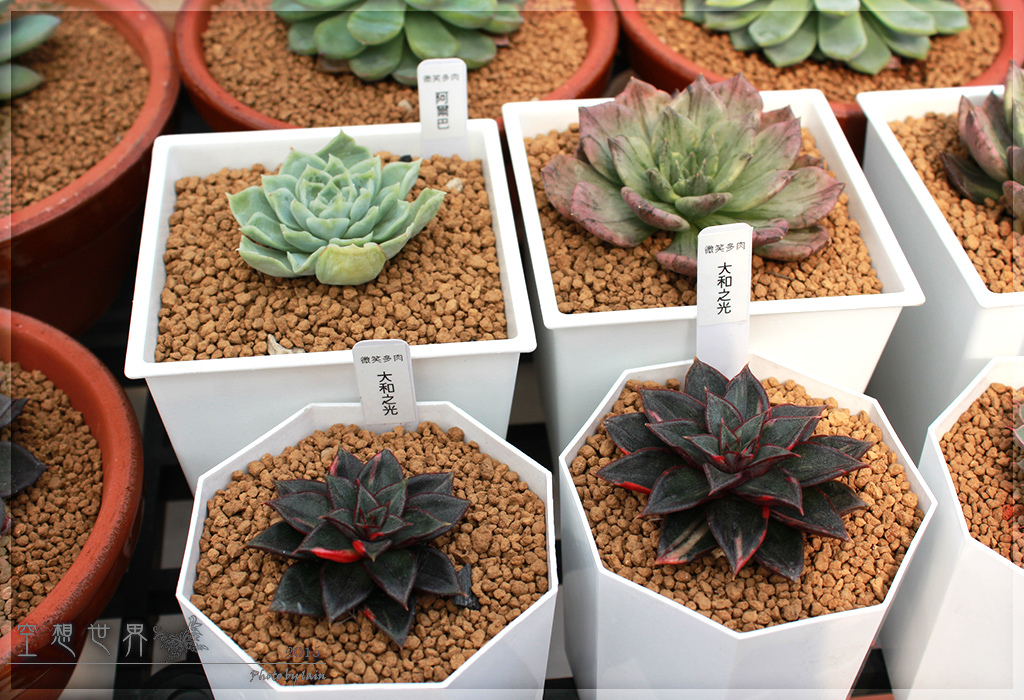 %E5%BD%B0%E5%8C%96%E7%94%B0%E5%B0%BE