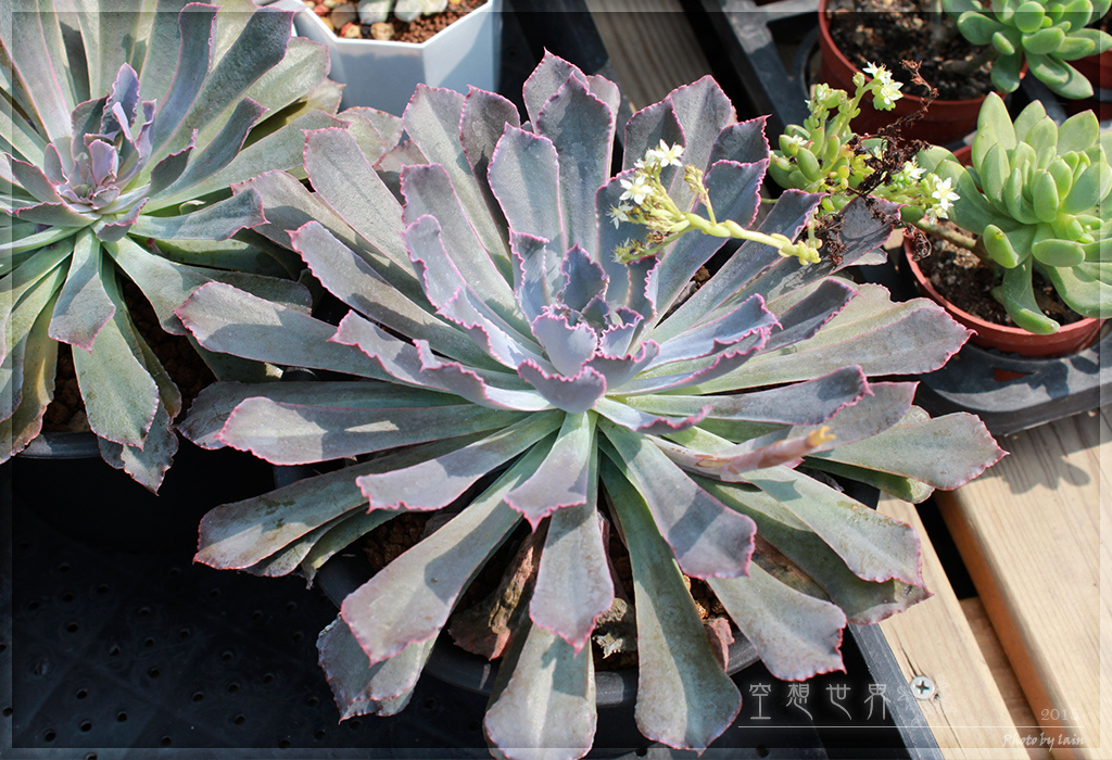 %E5%BD%B0%E5%8C%96%E7%94%B0%E5%B0%BE