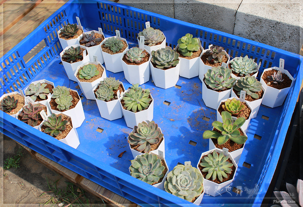 %E5%BD%B0%E5%8C%96%E7%94%B0%E5%B0%BE