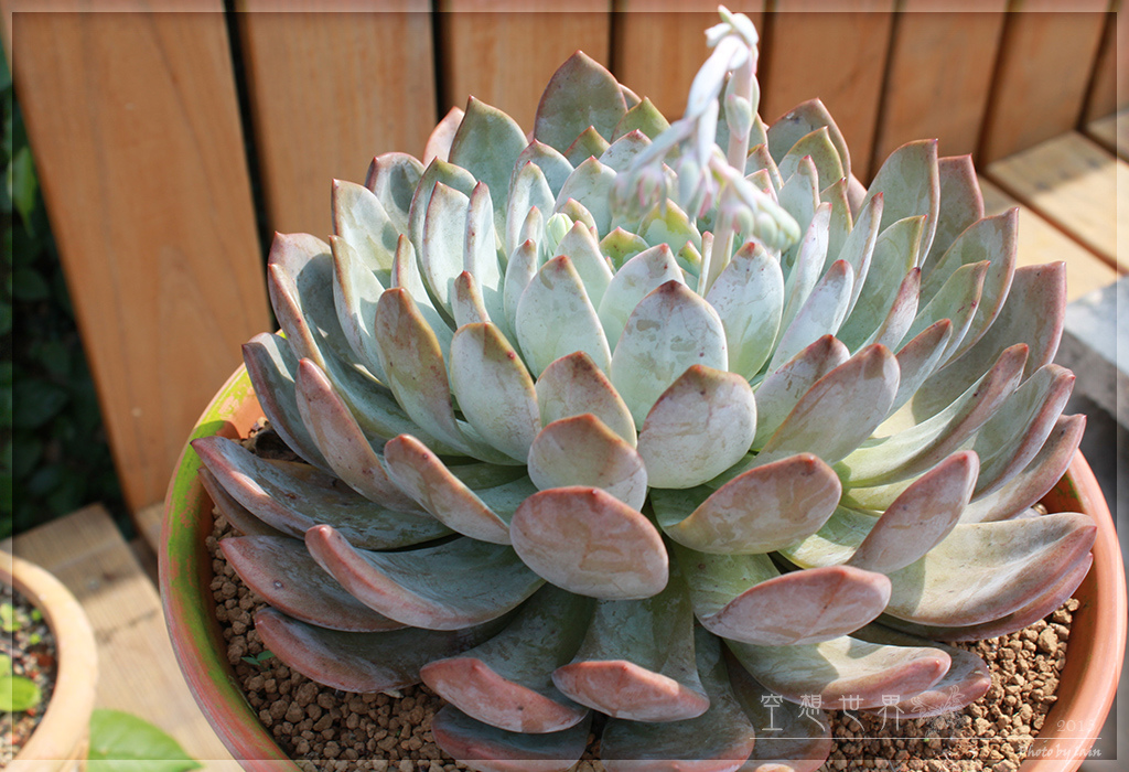 %E5%BD%B0%E5%8C%96%E7%94%B0%E5%B0%BE