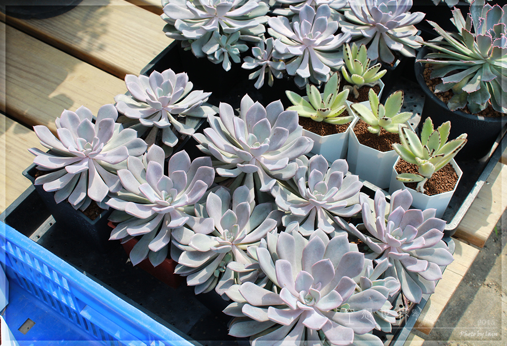 %E5%BD%B0%E5%8C%96%E7%94%B0%E5%B0%BE