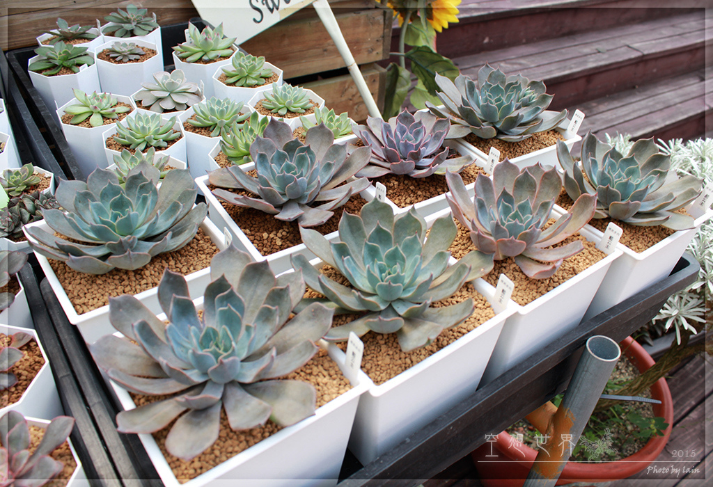 %E5%BD%B0%E5%8C%96%E7%94%B0%E5%B0%BE