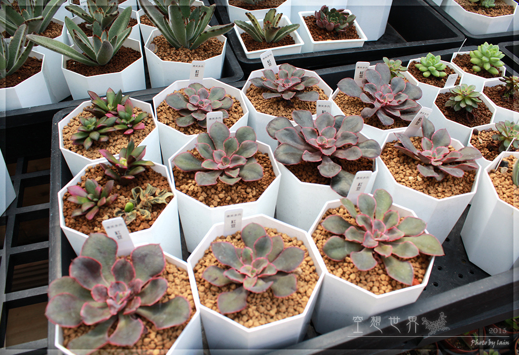 %E5%BD%B0%E5%8C%96%E7%94%B0%E5%B0%BE