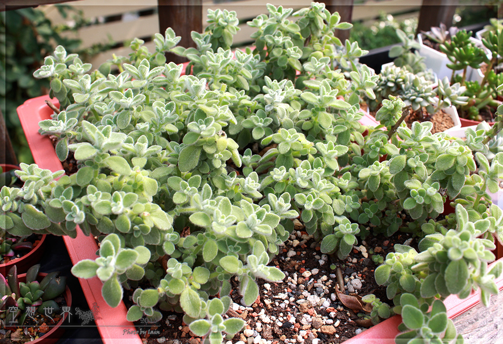 %E5%BD%B0%E5%8C%96%E7%94%B0%E5%B0%BE