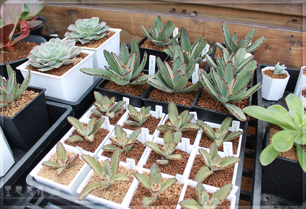 %E5%BD%B0%E5%8C%96%E7%94%B0%E5%B0%BE