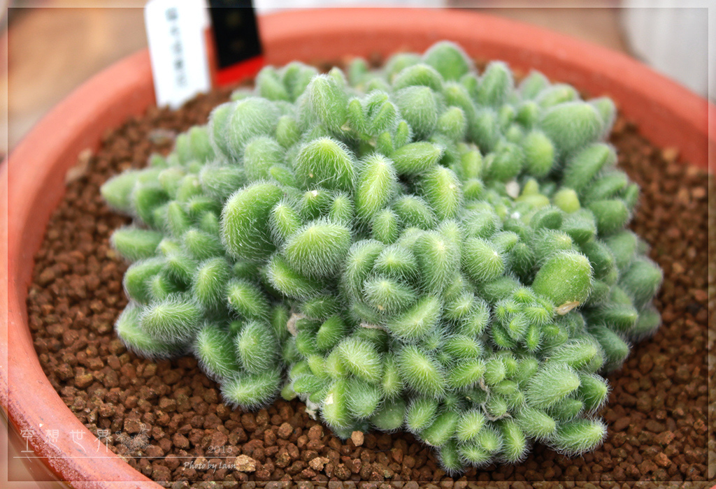 %E5%BD%B0%E5%8C%96%E7%94%B0%E5%B0%BE