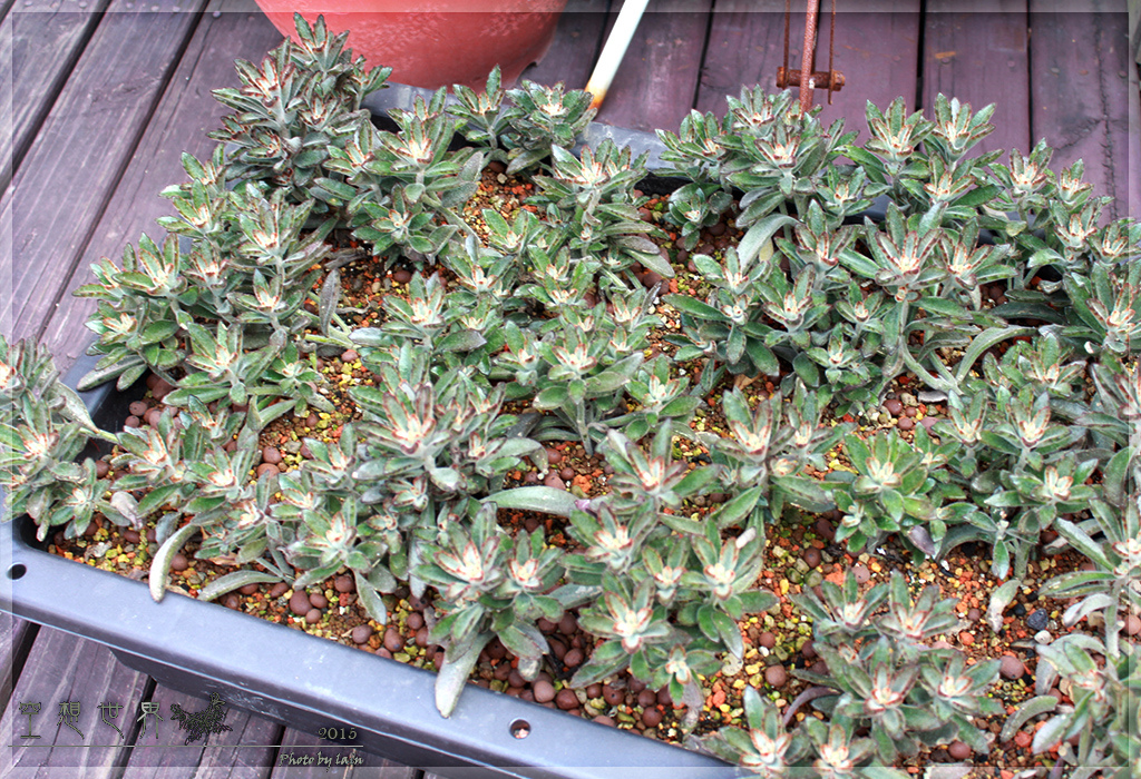 台中微笑多肉園藝