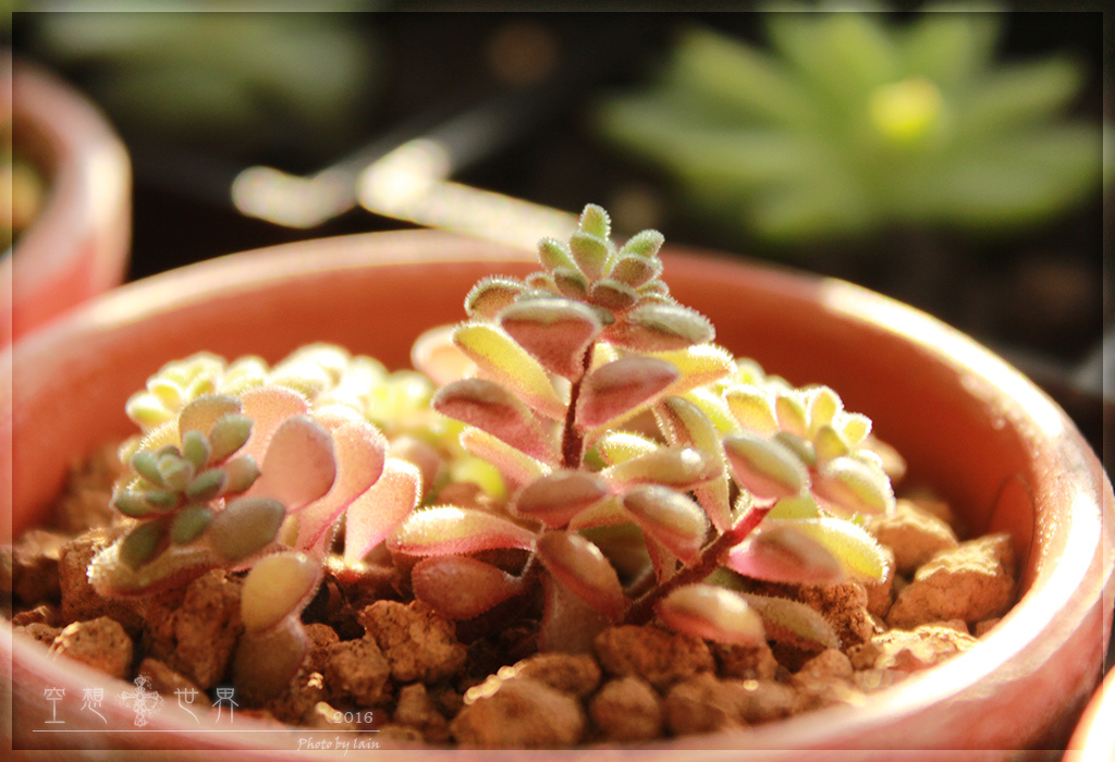 景天科景天屬 毛小玉 Sedum Versadense 雪花台湾