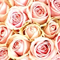 R022-玫瑰花