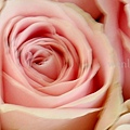 R021-玫瑰花