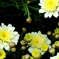 G-002菊花.jpg