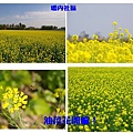 油菜花.jpg