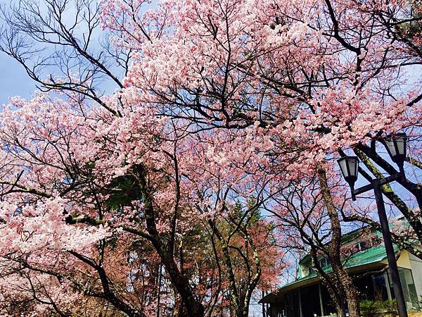 高遠城址公園