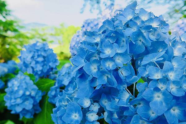 18日本圖鑑 18 河口湖紫陽花 晚安台北 早安東京的這些那些 痞客邦 18日本圖鑑 18 河口湖紫陽花 晚安台北 早安東京的這些那些 痞客邦