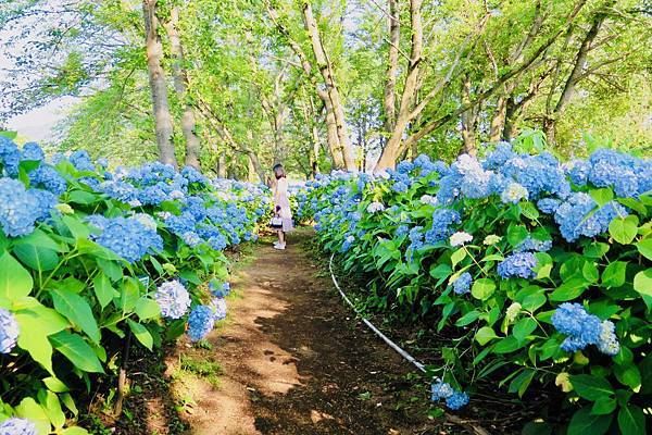 2018。河口湖紫陽花