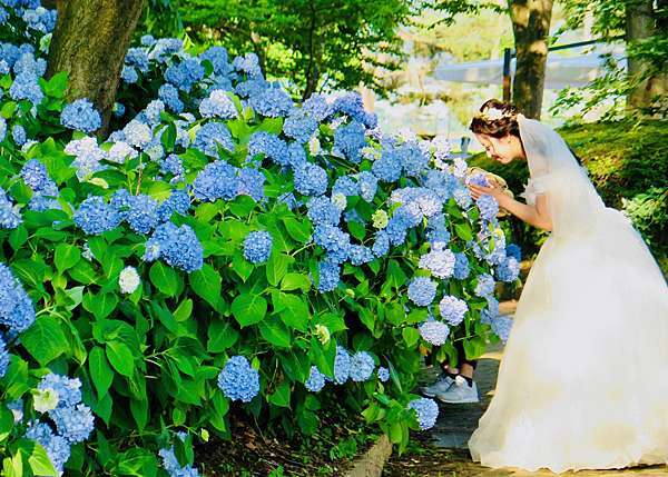 18小旅行 藍配紫 是河口湖的夏天 晚安台北 早安東京 痞客邦