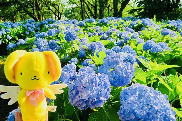 18小旅行 藍配紫 是河口湖的夏天 晚安台北 早安東京 痞客邦