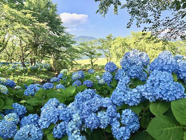 18小旅行 藍配紫 是河口湖的夏天 晚安台北 早安東京 痞客邦 18小旅行 藍配紫 是河口湖的夏天 晚安台北 早安東京 痞客邦
