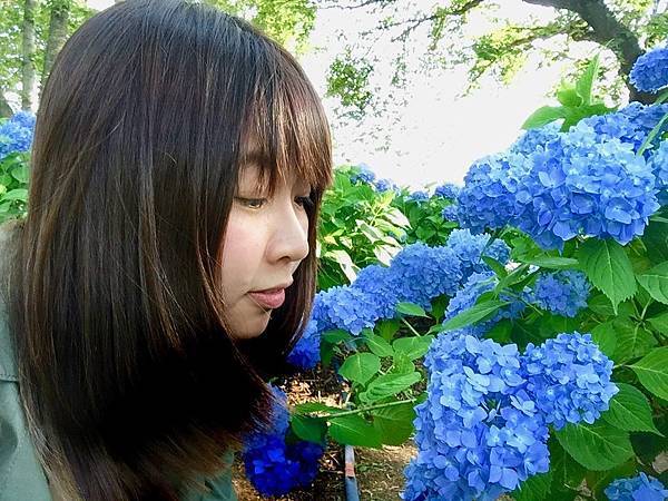 18日本圖鑑 18 河口湖紫陽花 晚安台北 早安東京的這些那些 痞客邦 18日本圖鑑 18 河口湖紫陽花 晚安台北 早安東京的這些那些 痞客邦