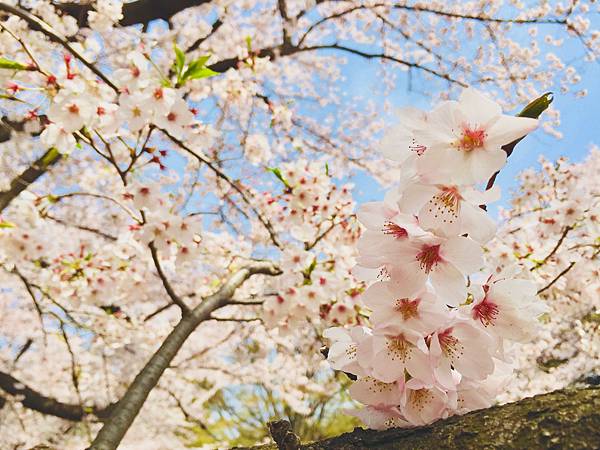 [遊記] 櫻花樹下野餐大推光之丘公園