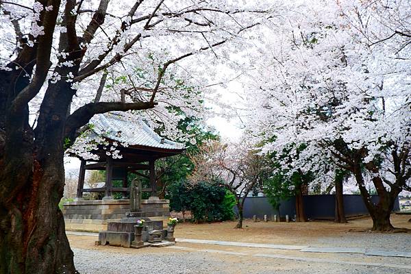 鴻巢公園