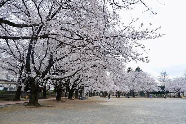 鴻巢公園