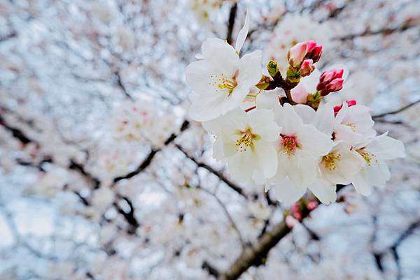 [遊記] 激推賞櫻百選!漫步熊谷櫻堤2公里超震撼