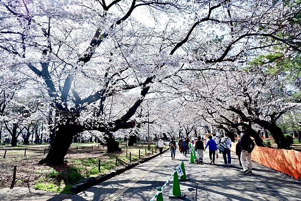 大宮公園