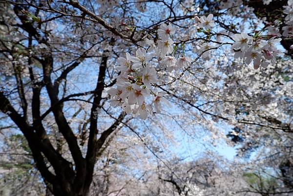 大宮公園