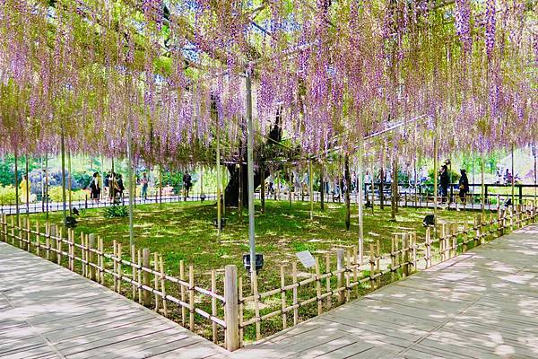 足利花卉公園紫藤花