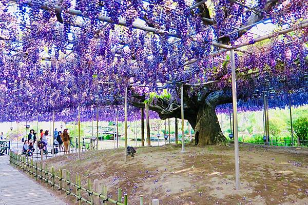 足利花卉公園紫藤花