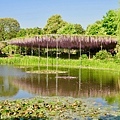 足利花卉公園紫藤花