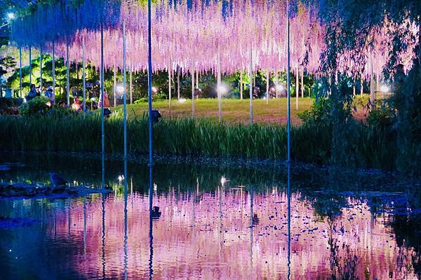 足利花卉公園紫藤花