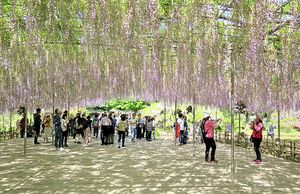 足利花卉公園